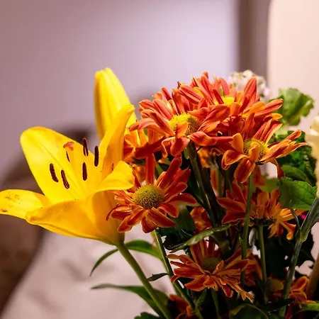 Lalasuites Sharis جيريز